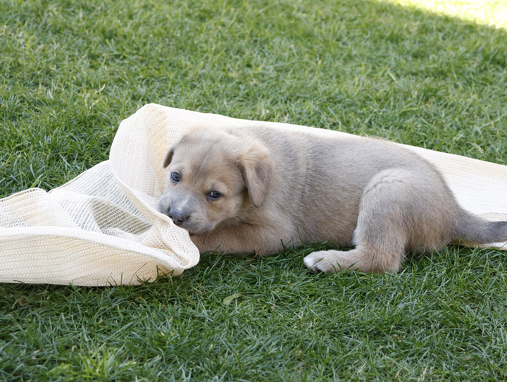 chinook dog